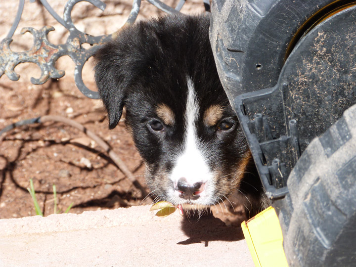 chinook dog